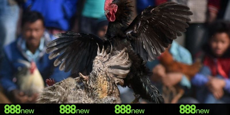2 thể thức chọi kê đặc sắc tại đá gà 888NEW